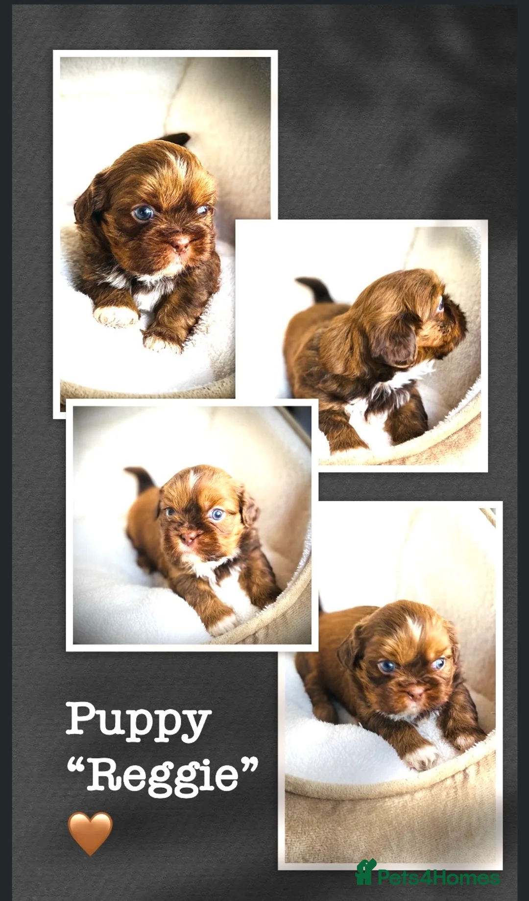 Shih Tzu dogs for sale: 🌟STUNNING SHIH TZU BOYS ~ READY MARCH 22nd🌟 - Advert 2