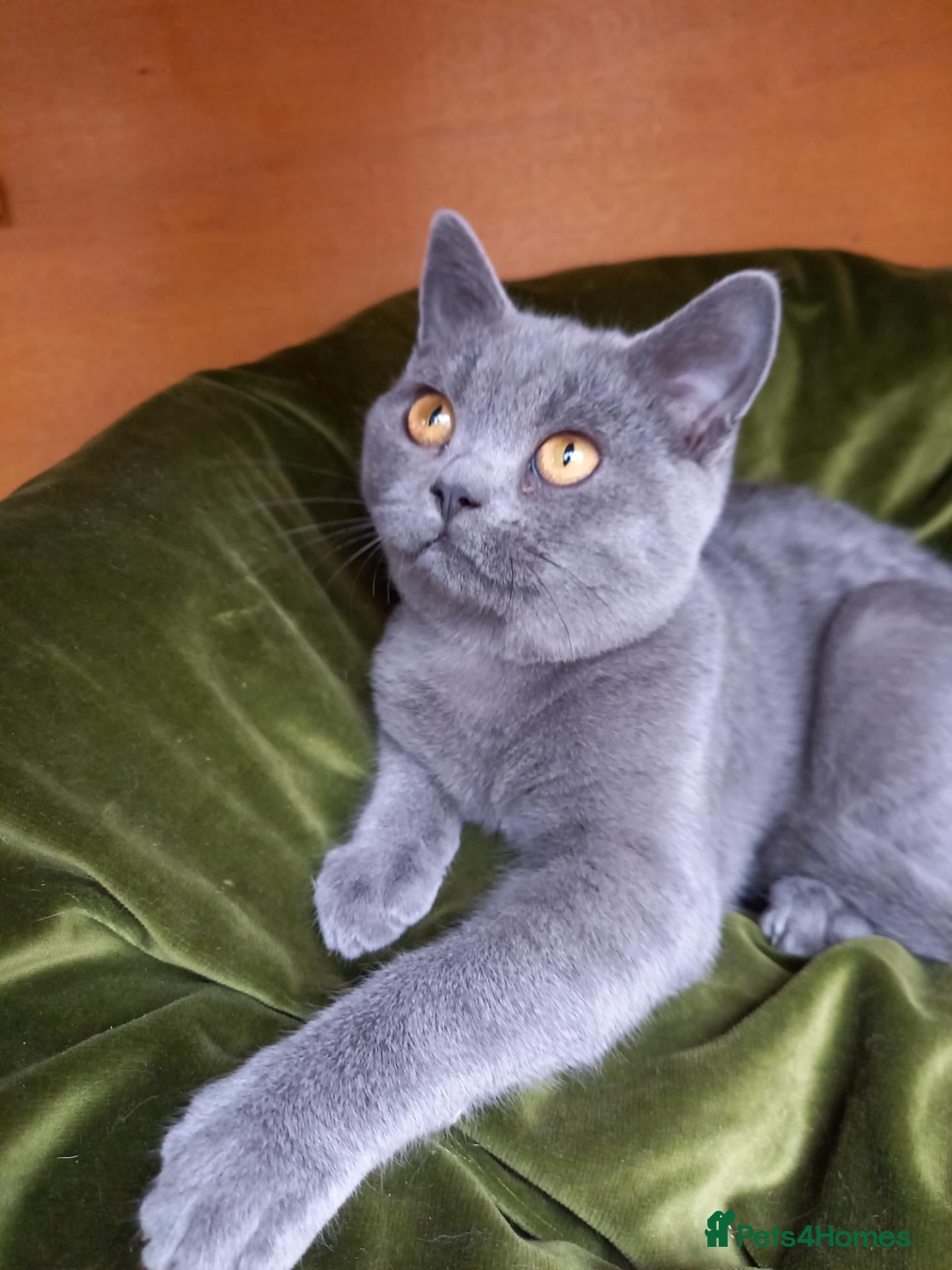 British Shorthair cats Super GCCF registered kittens  - Advert 1