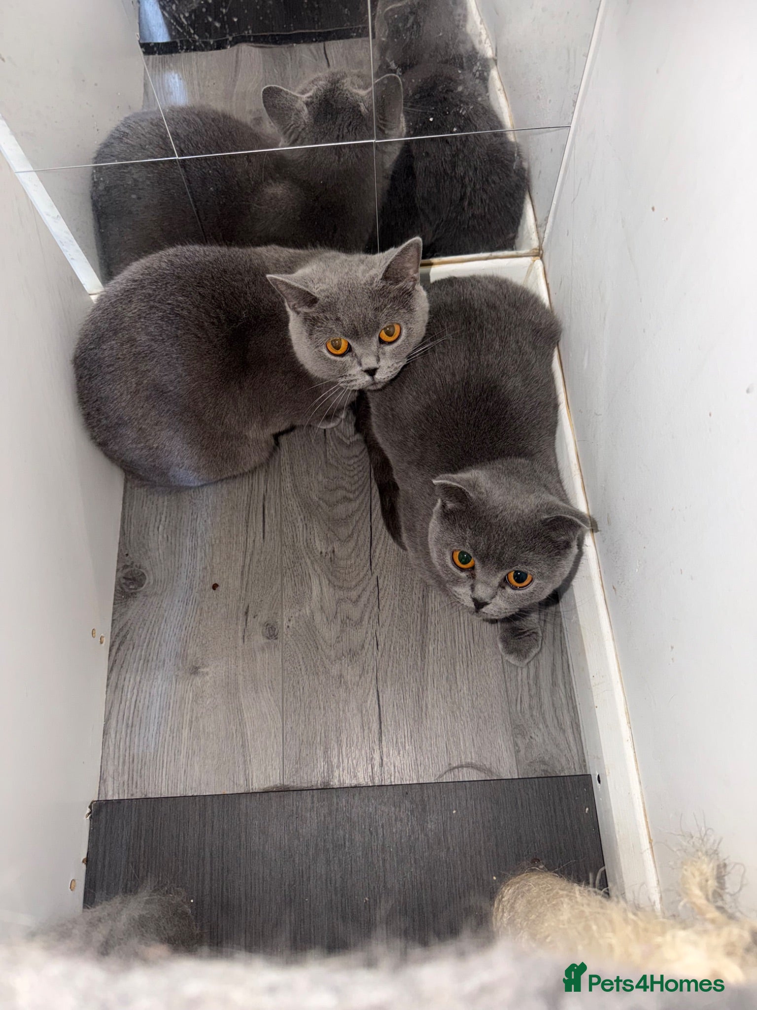 Scottish Fold cats 2 x Scotish fold and Scottish Straight Female  - Advert 1