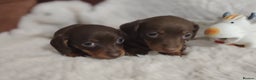 Miniature Dachshund dogs for sale: Miniature Dachshund Puppies Ready for Home - Advert 7
