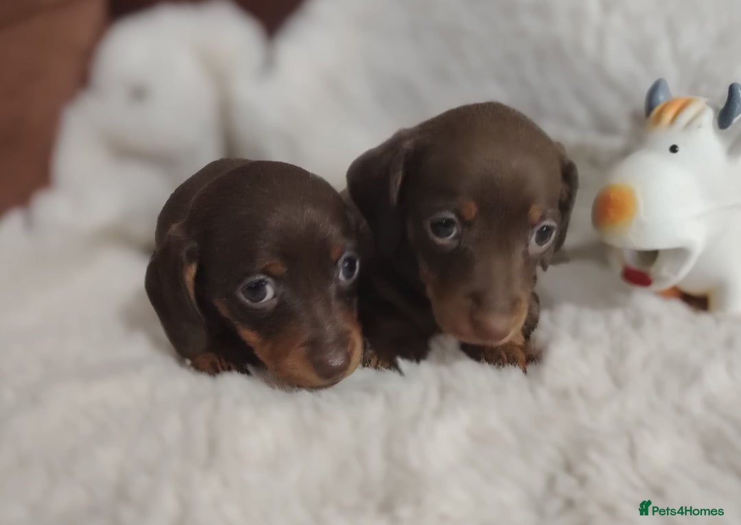 Miniature Dachshund dogs for sale: Miniature Dachshund Puppies Ready for Home - Advert 7
