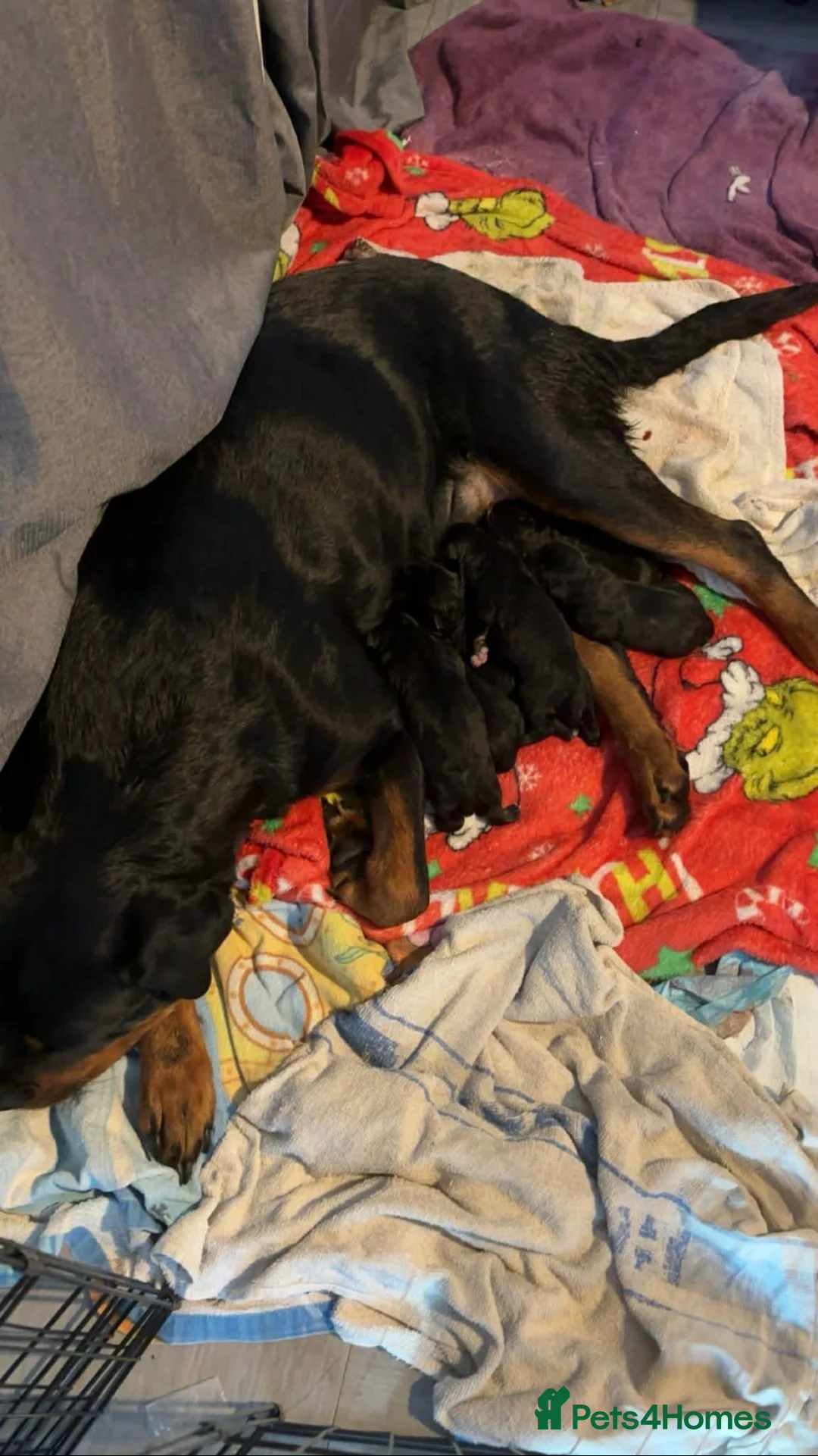 Mixed Breed dogs for sale: Rottweiler cross mixed breed - Advert 1