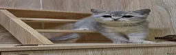 British Shorthair cats for sale: Friendly Blue/grey/golden British Shorthair Kitten - Advert 9