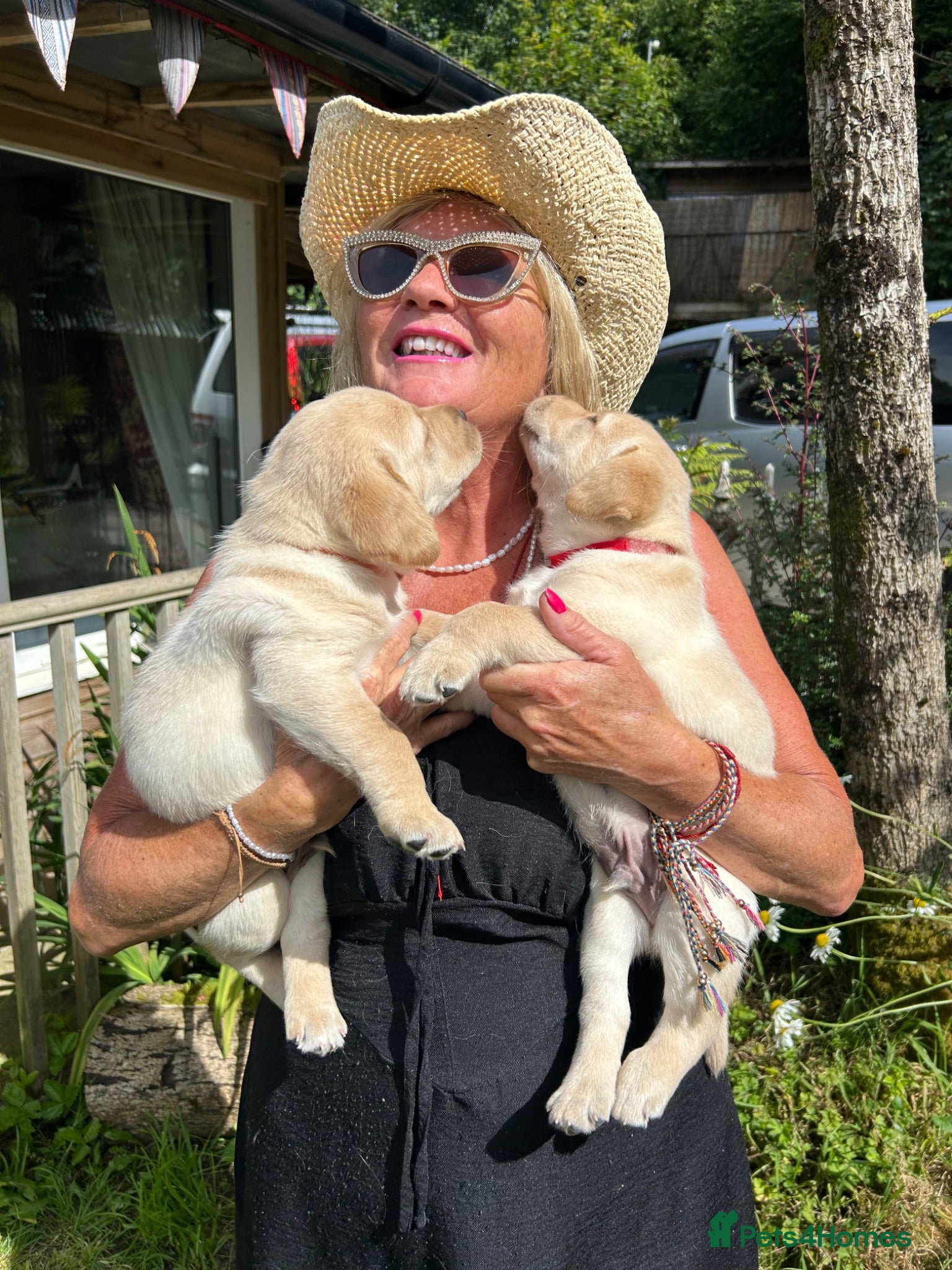 Labrador Retriever dogs Fabulous blonde Labrador puppies  - Advert 1