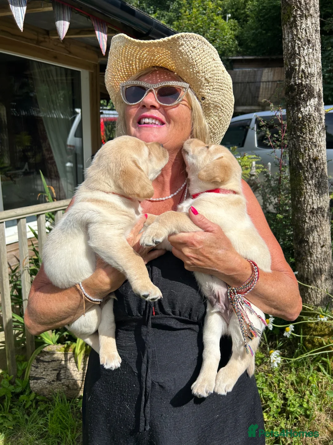 Labrador Retriever dogs for sale: Fabulous blonde Labrador puppies  - Advert 1