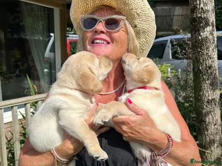 Labrador Retriever dogs Fabulous blonde Labrador puppies - Advert 1