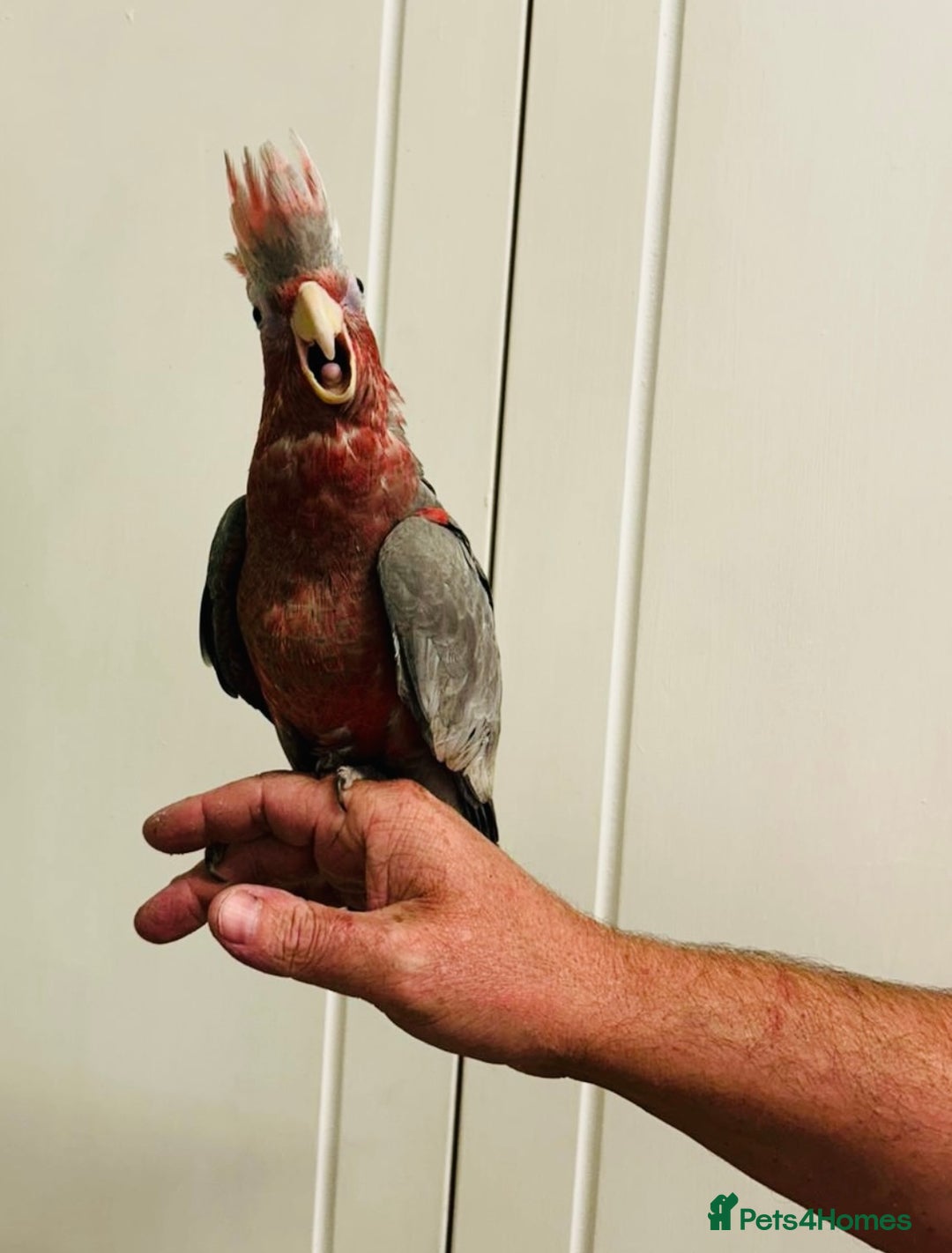 Cockatoo birds for sale: Baby hand reared galah cockatoos  - Image 2