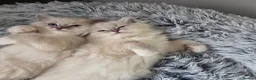 Ragdoll cats for sale: 🩷TICA registered Ragdolls🩷 - Advert 10