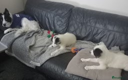 Border Collie dogs for sale: Beautiful Border Collie pups - Image 3