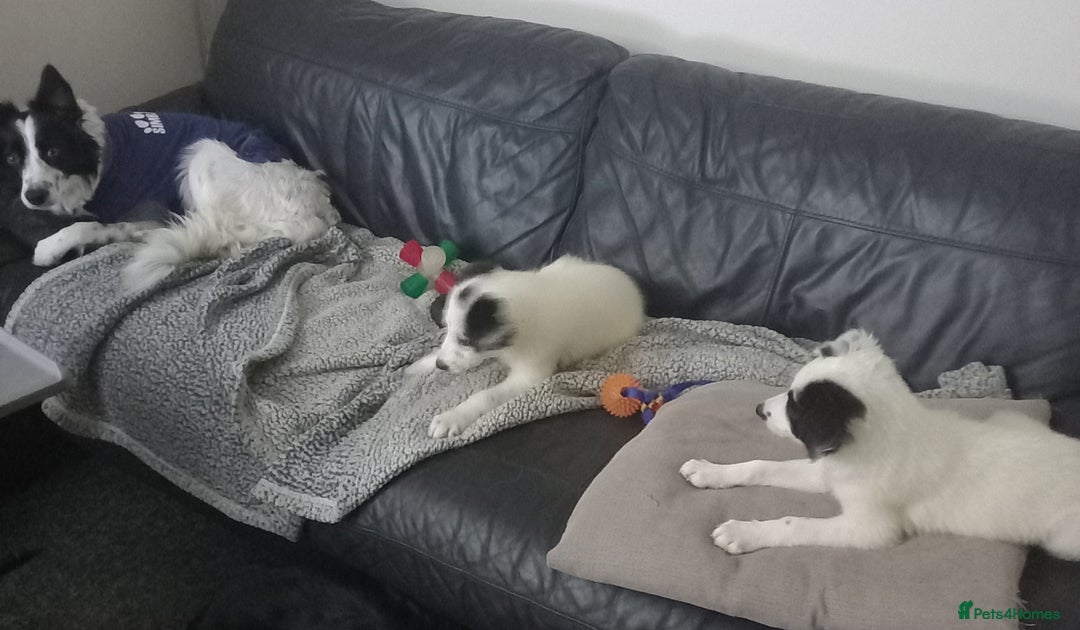 Border Collie dogs for sale: Beautiful Border Collie pups - Image 3