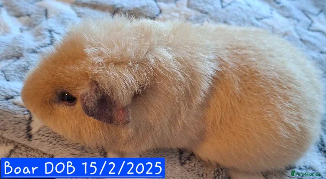 Guinea Pig rodents for sale: Sow and boar Pure Teddy Guinea pigs  - Advert 4