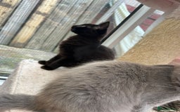 Maine Coon cats for sale: X Maine coon kits - Image 19