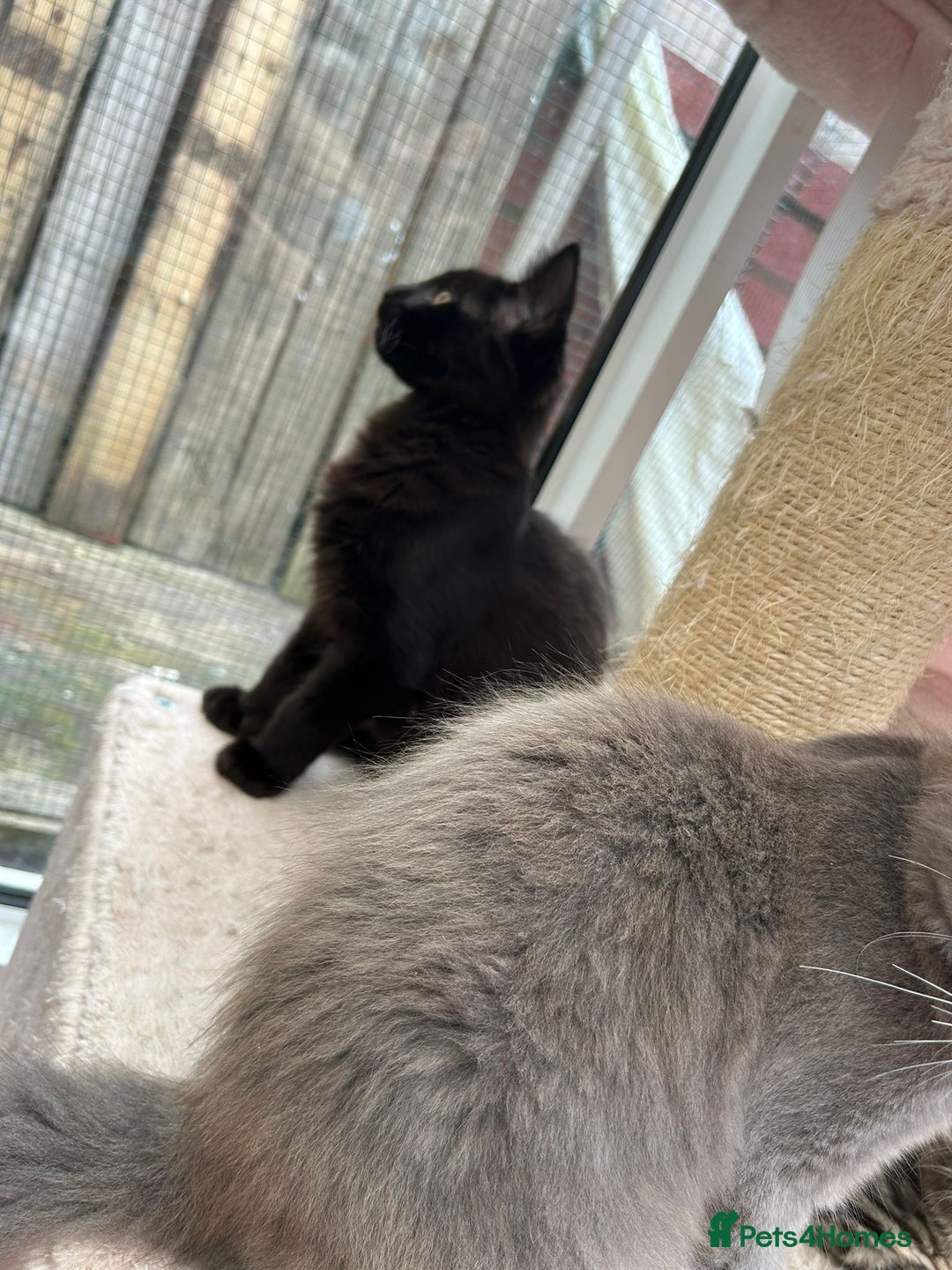 Maine Coon cats for sale: X Maine coon kits - Image 19