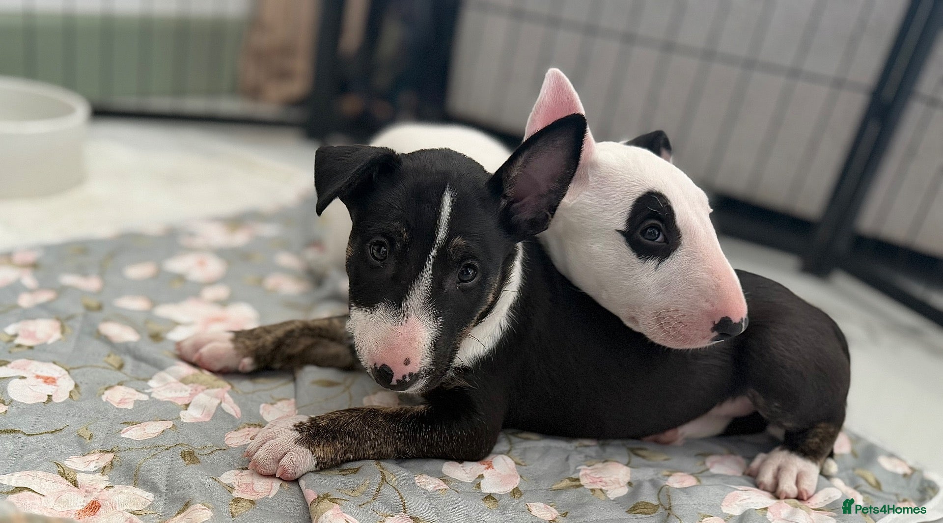 English Bull Terrier dogs Champion Bloodline English Bull Terrier Puppies - Advert 15
