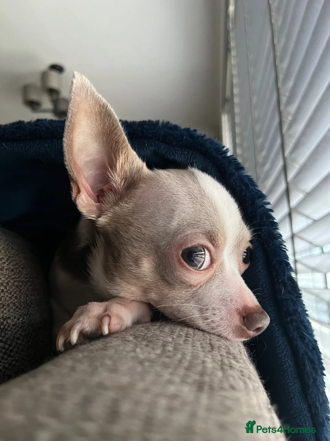 Chihuahua dogs for stud: 🐾 CHIHUAHUA 🐾 for stud, 3 years old  - Advert 1