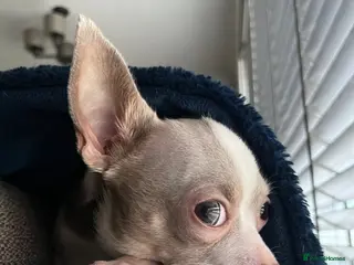 Chihuahua dogs 🐾 CHIHUAHUA 🐾 for stud, 3 years old - Advert 1