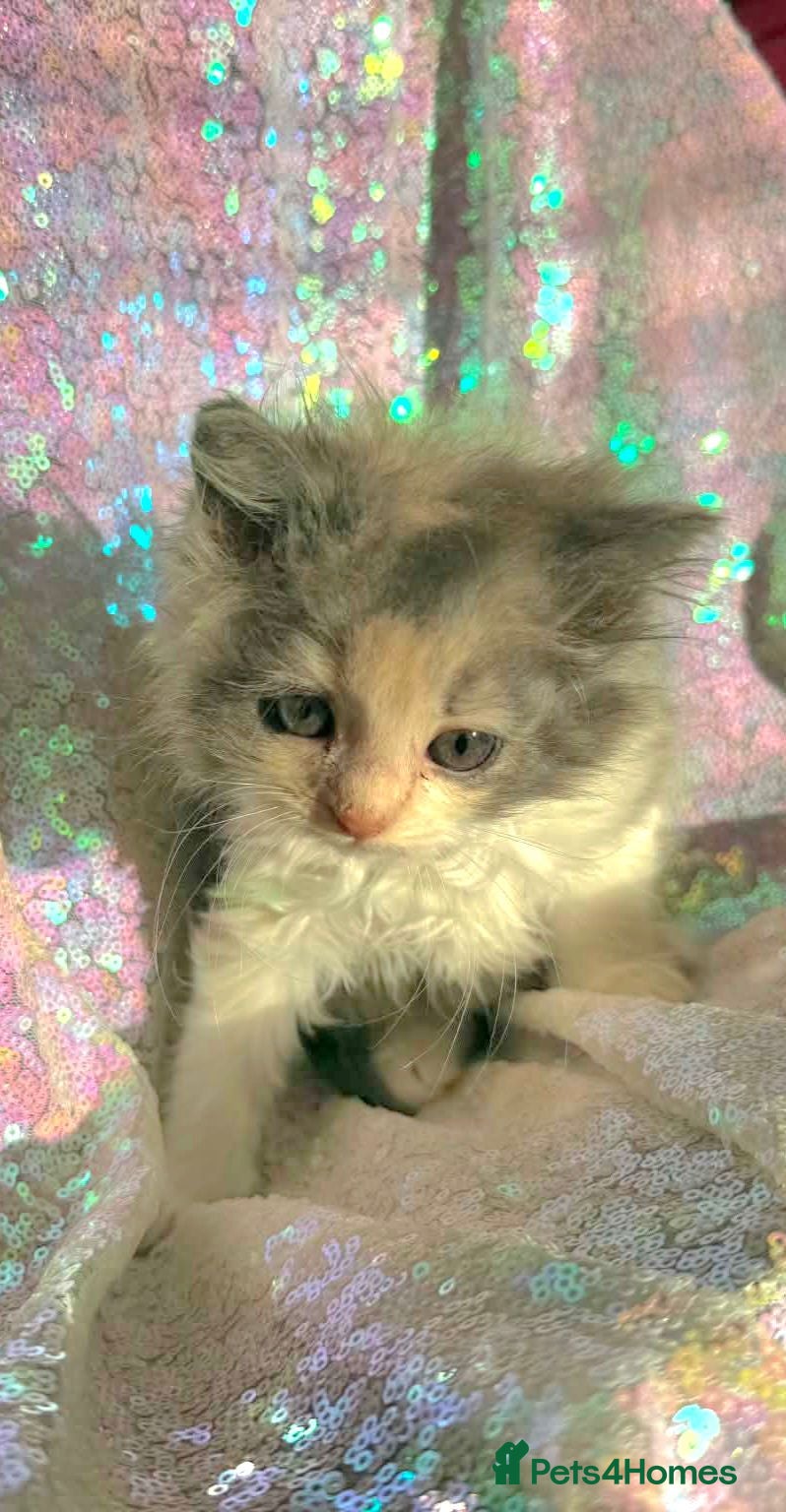 Persian cats Persian mix kittens  - Advert 2