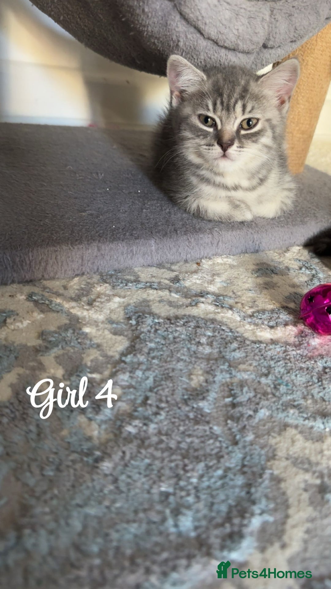 British Shorthair cats for sale: British shorthair kittens  - Image 4