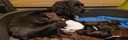 Cocker Spaniel dogs for sale: Cocker spaniel puppies  - Advert 30
