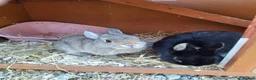 Netherland Dwarf rabbits for sale: Purebred Netherland Dwarf Rabbits - Advert 5