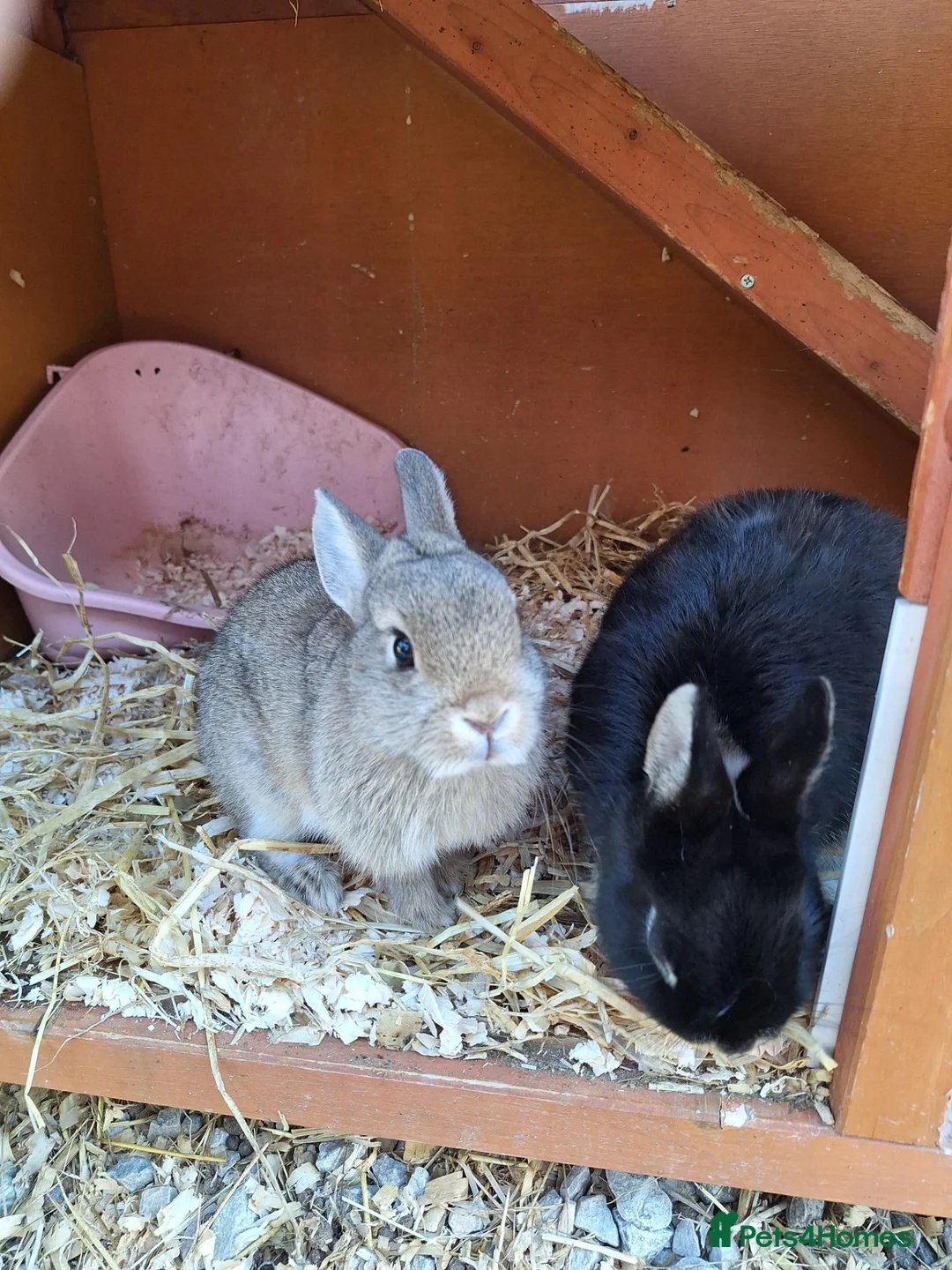 Netherland Dwarf rabbits for sale: Purebred Netherland Dwarf Rabbits - Advert 5
