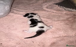 Mixed Breed cats for sale: Black and white female - Image 1