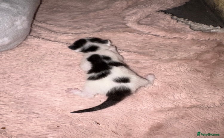 Mixed Breed cats - Advert 1