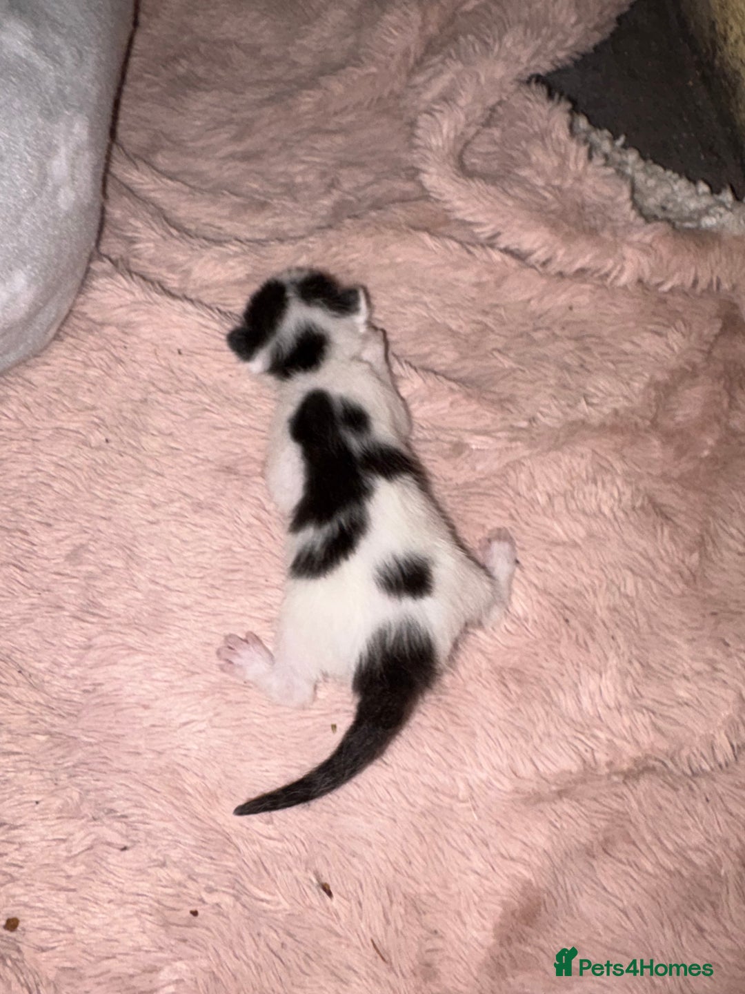 Mixed Breed cats for sale: Black and white female - Image 1