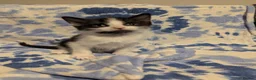 Mixed Breed cats for sale: Kittens in Worthing - Advert 3