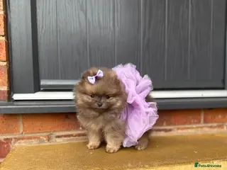 Pomeranian dogs Unique Blue and tan girl 💖 - Advert 3