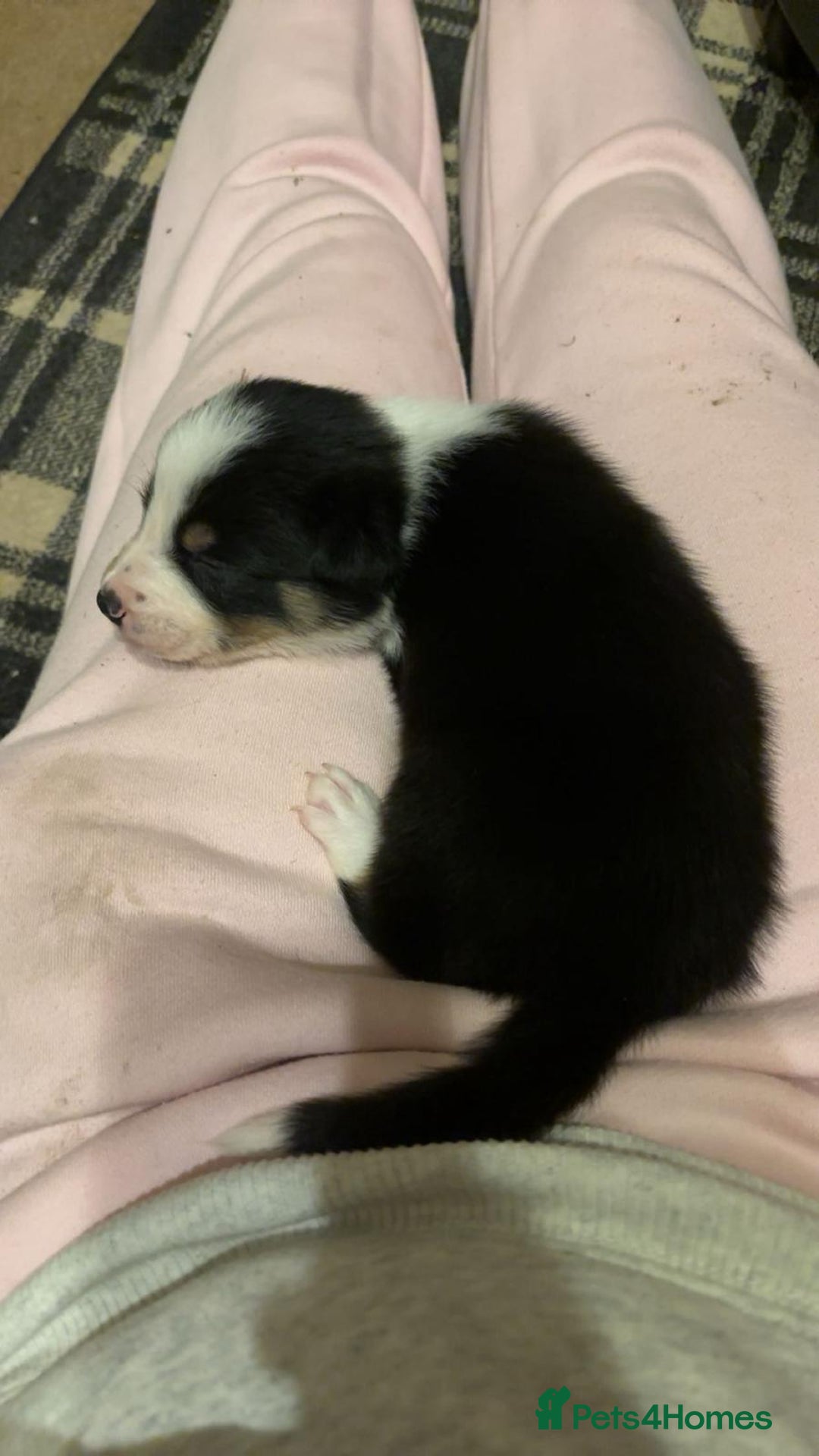 Border Collie dogs for sale: Stunning puppies. Parents health tested - Advert 19
