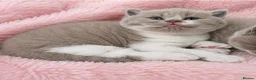 British Shorthair cats for sale: Exceptional Champion🏆 British longhair kitten - Advert 15