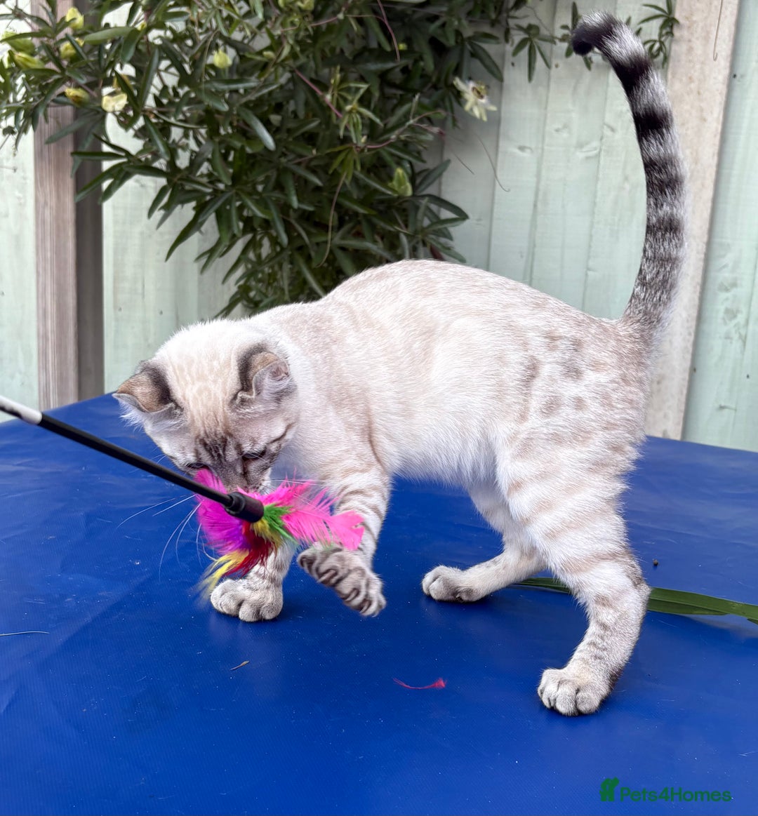 Keetso cats for sale: Wild looking polydactyl curled eared snow leopard  - Image 21