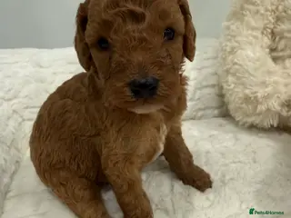 Miniature Poodle dogs Abstract Parti boys available. Kc & DNA clear. - Advert 10