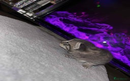 Domestic Shorthair cats for sale: Adorable Kittens! 🐾 - Image 14