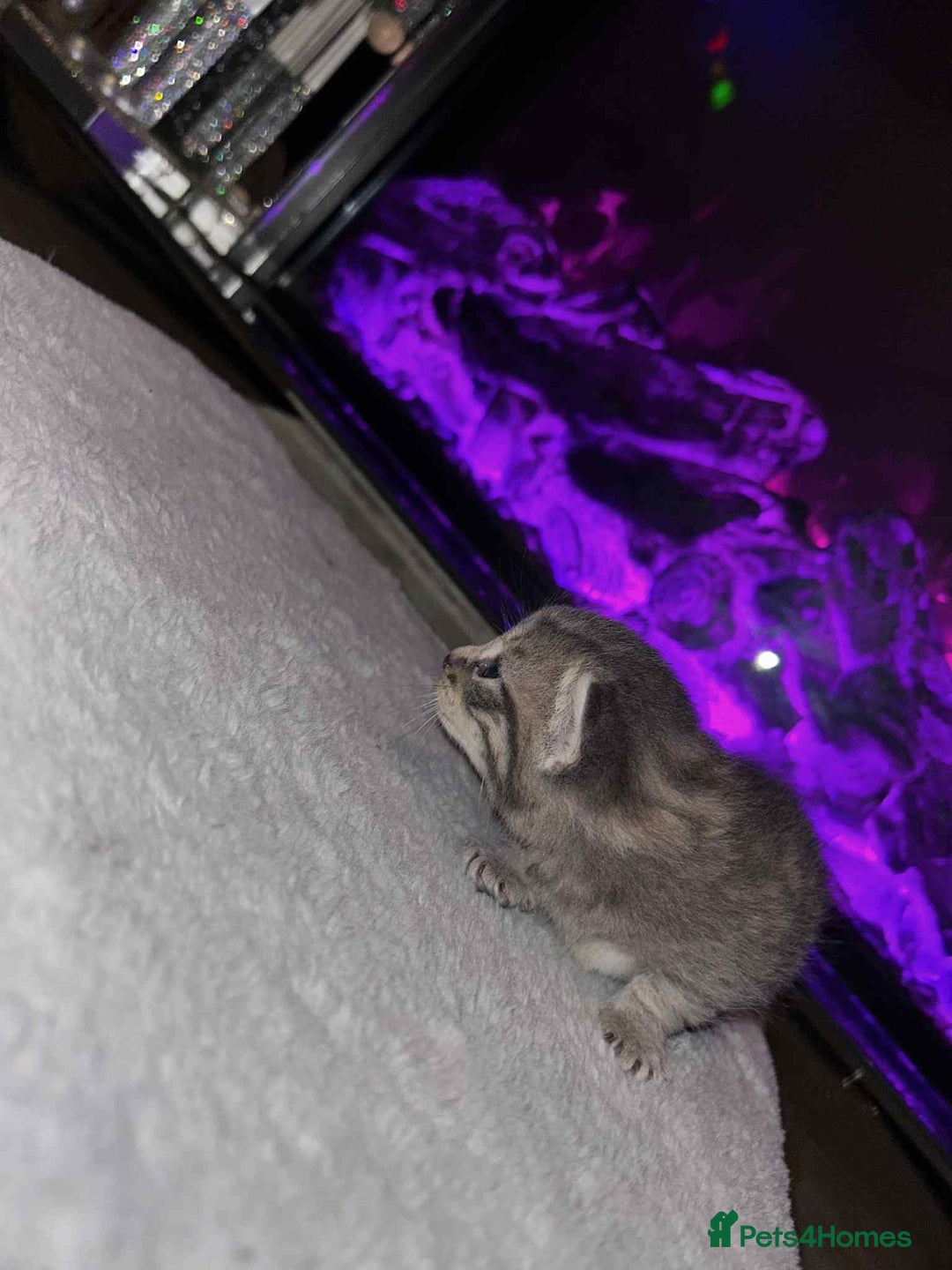 Domestic Shorthair cats for sale: Adorable Kittens! 🐾 - Image 14