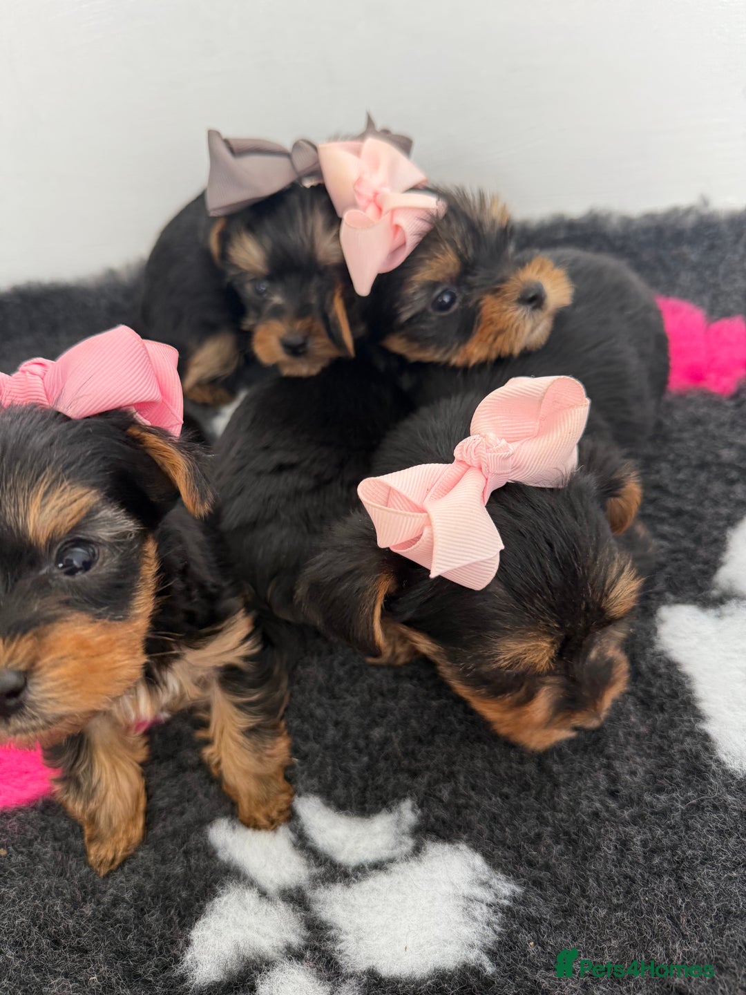 Yorkshire Terrier dogs for sale: Yorkshire Terrier Puppy 5 - 6 beautiful Yorkshire terriers  - Image 18