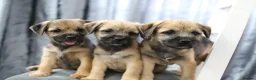 Border Terrier dogs for sale: Border terrier puppies for sale in Ashford - Advert 4