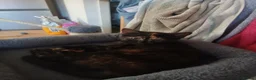 Mixed Breed cats for sale: Two 9 week old kittens for sale  - Advert 3