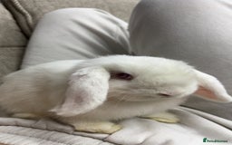 Mini Lop rabbits for sale: Snowball The Mini Lop Rabbit - Albino  - Image 2