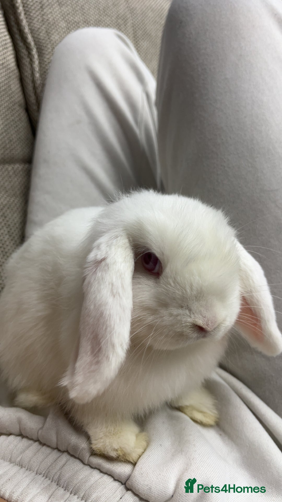 Mini Lop rabbits for sale: Snowball The Mini Lop Rabbit - Albino  - Image 2