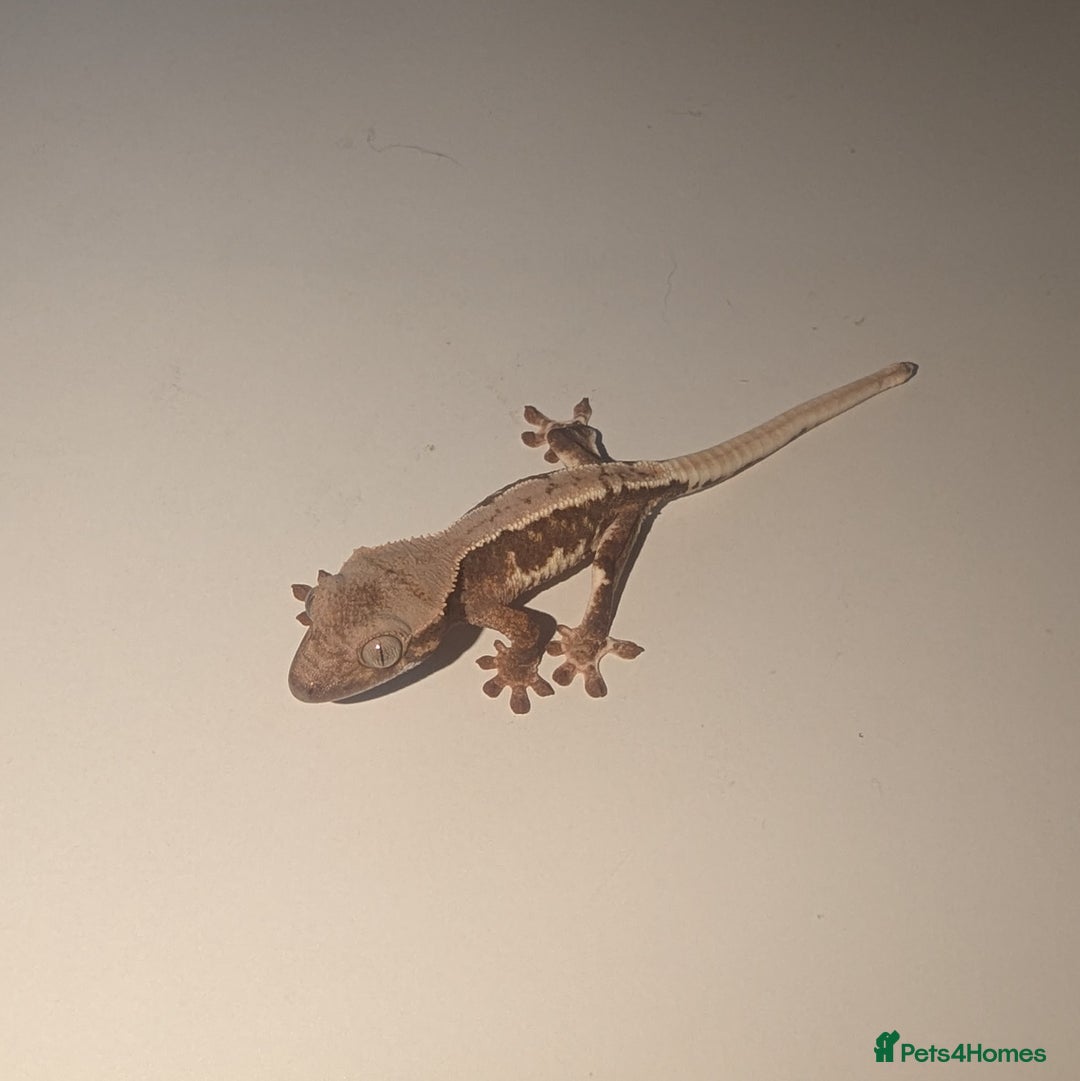 Gecko reptiles for sale: Lilly White Crested Gecko Hatchlings - Advert 1