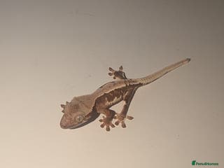 Gecko reptiles Lilly White Crested Gecko Hatchlings - Advert 2