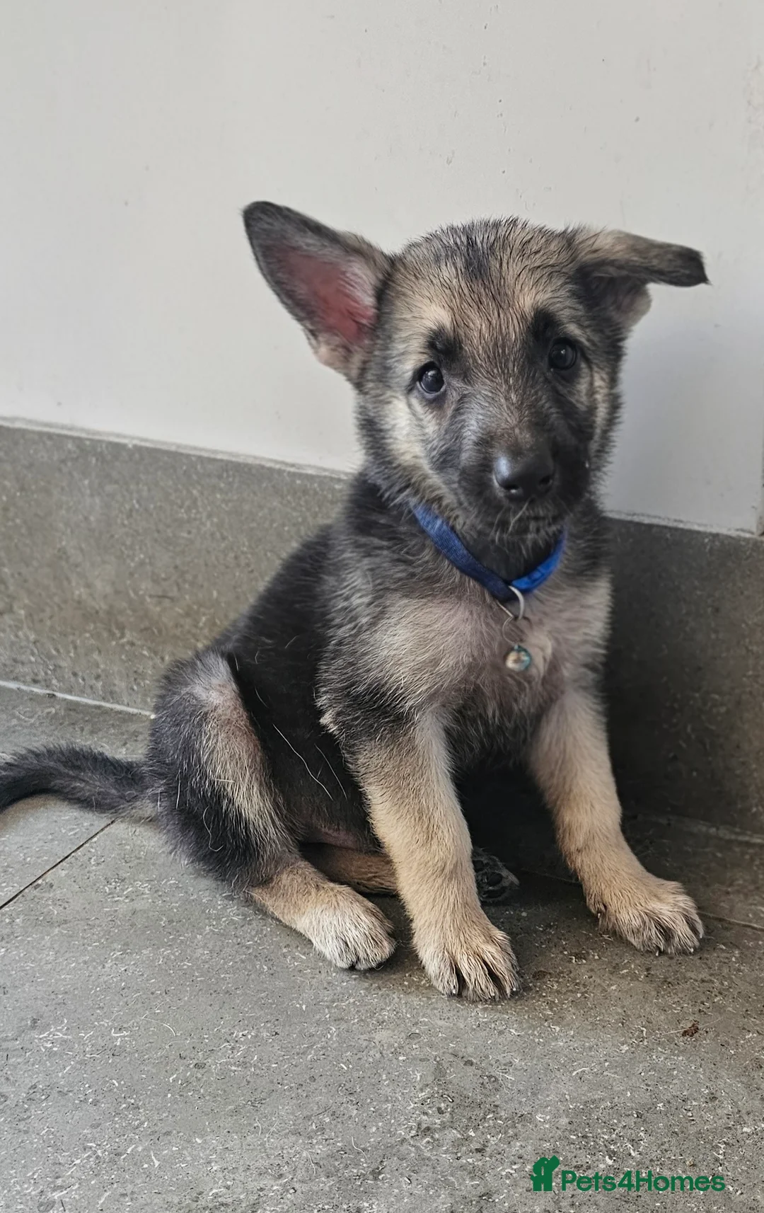 German Shepherd dogs for sale: White, black and sable german shepherd pups - Advert 2