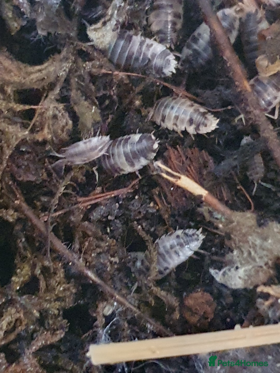 Mixed Breed invertebrates for sale: Dairy cow Isopods (woodlice) - Image 1