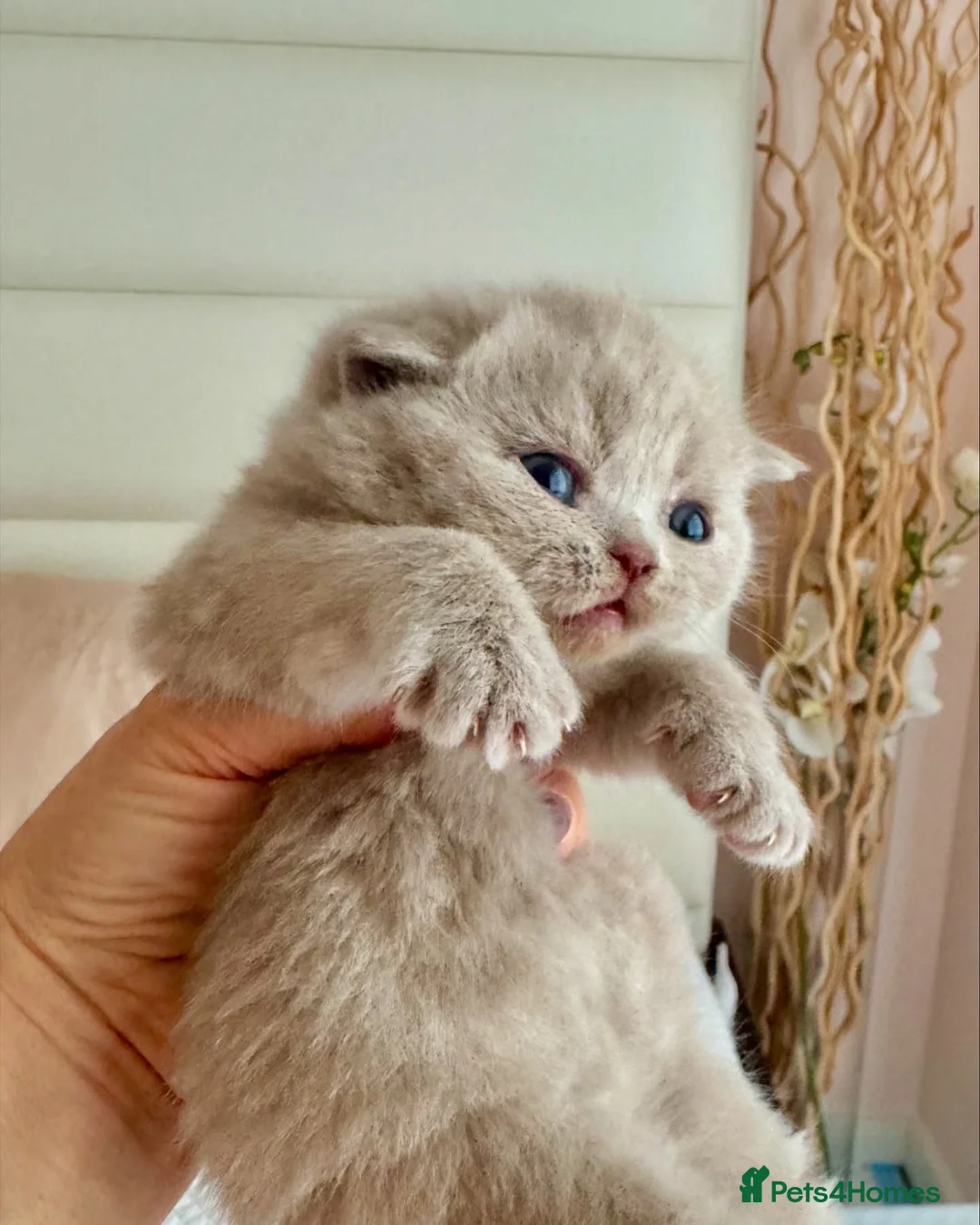 British Shorthair cats for sale: Quality British Shorthair Kittens for Sale - Advert 2