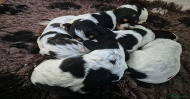 Cocker Spaniel dogs - Advert 9