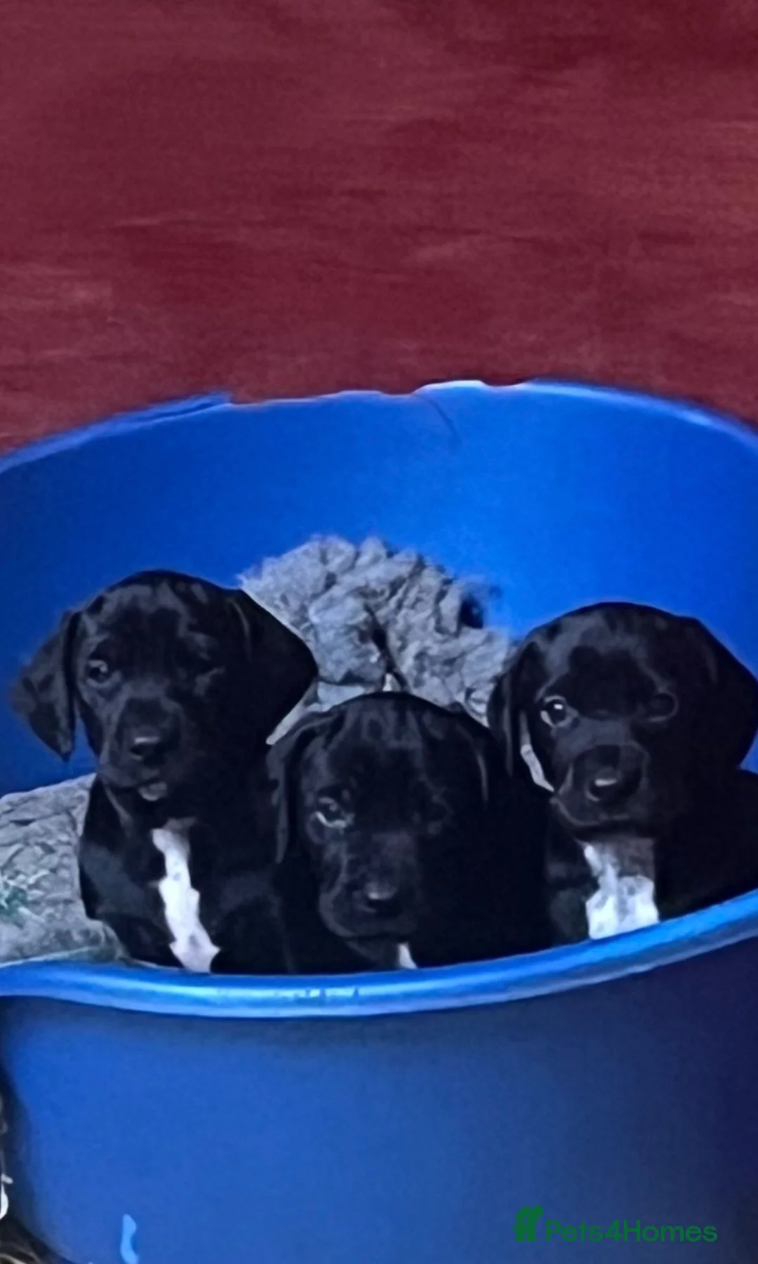 Mixed Breed dogs for sale: Doberman x spaniel puppies  - Advert 1