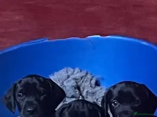 Mixed Breed dogs Doberman x spaniel puppies - Advert 4