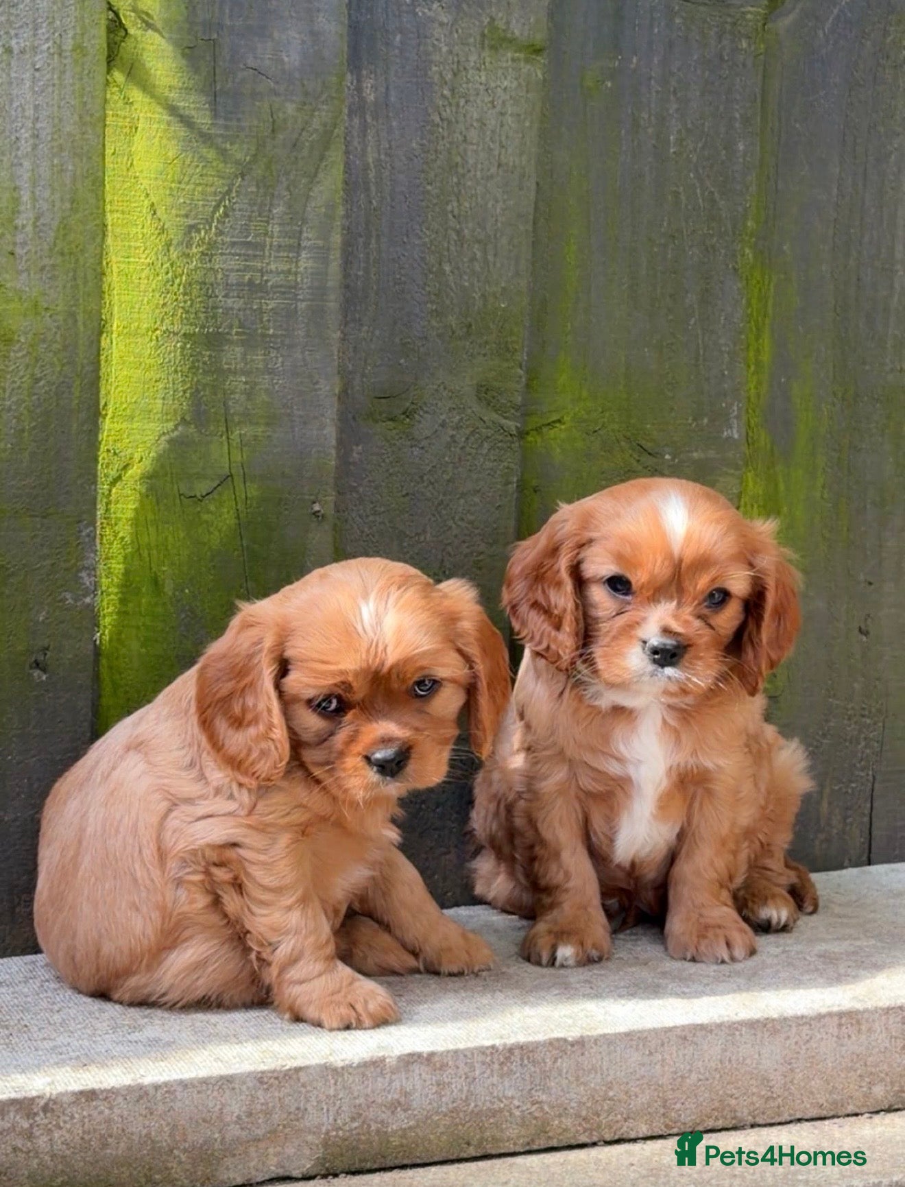 Cavalier King Charles Spaniel dogs 2x KC stunning CKCS Ruby ❤️ last 1 left  - Advert 9